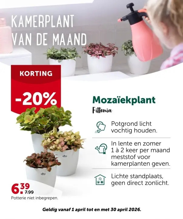 Promotie: Mozaïekplant