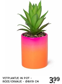 Aanbieding: Vetplantje in pot - roze/oranje - ø8x19 cm