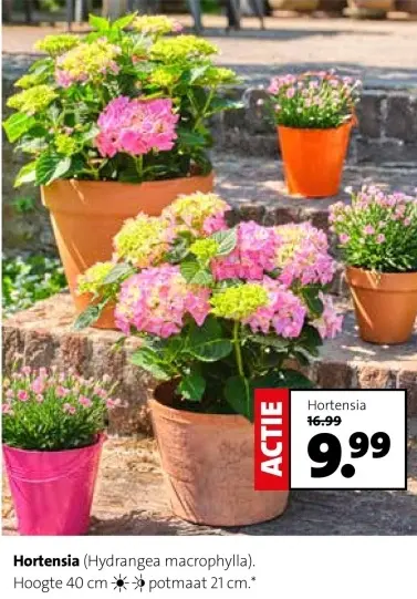 Aanbieding: Hortensia