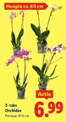 Aanbieding: Orchidee