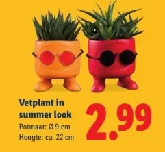 Aanbieding: Vetplant in summer look