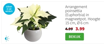 Aanbieding: Arrangement poinsettia (Euphorbia) in magneet