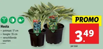Aanbieding: Hosta