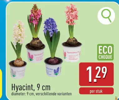 Promotie: Hyacint