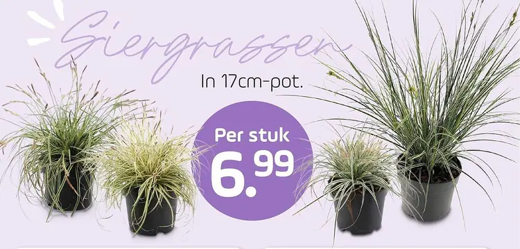 Aanbieding: Siergrassen