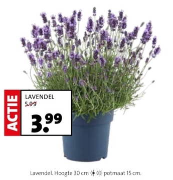 Aanbieding: Lavendel 