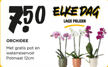 Aanbieding: ORCHIDEE