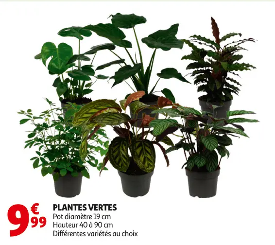 Offre: Plantes vertes
