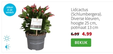 Aanbieding: Lidcactus (Schlumbergera)