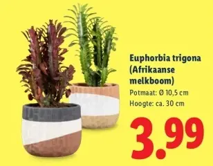 Aanbieding: Euphorbia trigona (Afrikaanse melkboom)