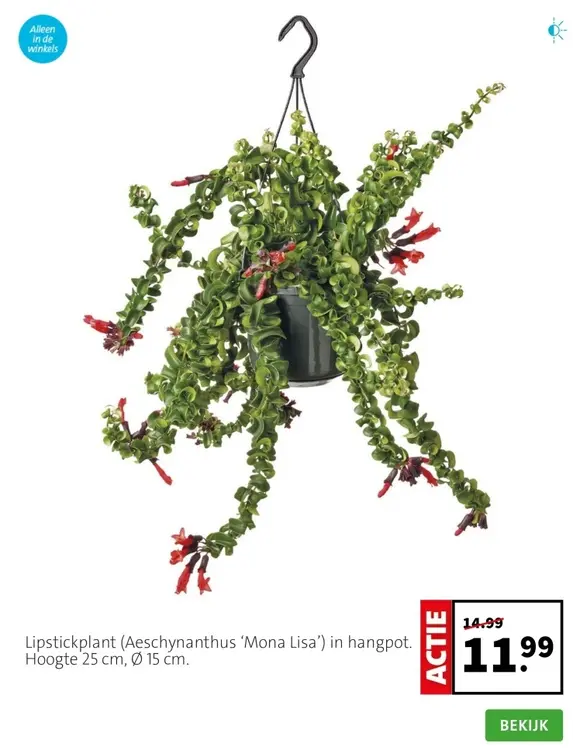 Aanbieding: Lipstickplant
