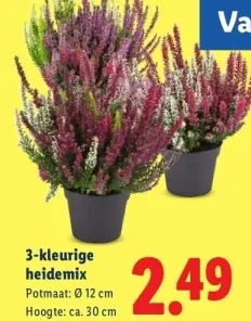 Aanbieding: 3-kleurige heidemix