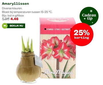 Aanbieding: Amaryllissen