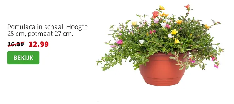 Aanbieding: Portulaca in schaal