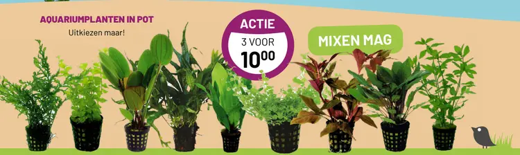 Aanbieding: Aquariumplanten in pot