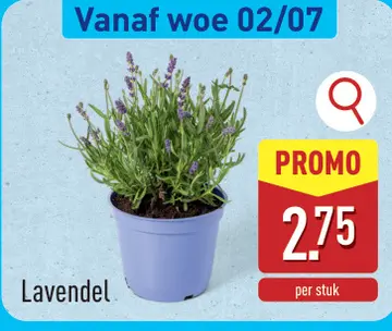 Aanbieding: Lavendel