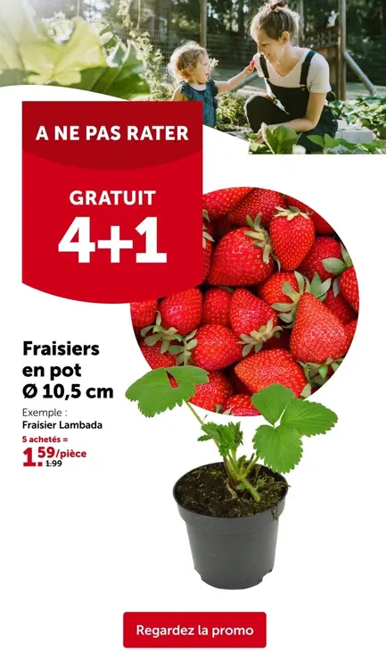 Offre: Fraisiers en pot