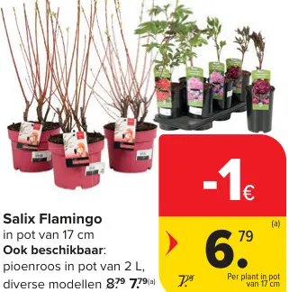 Promotie: Salix Flamingo