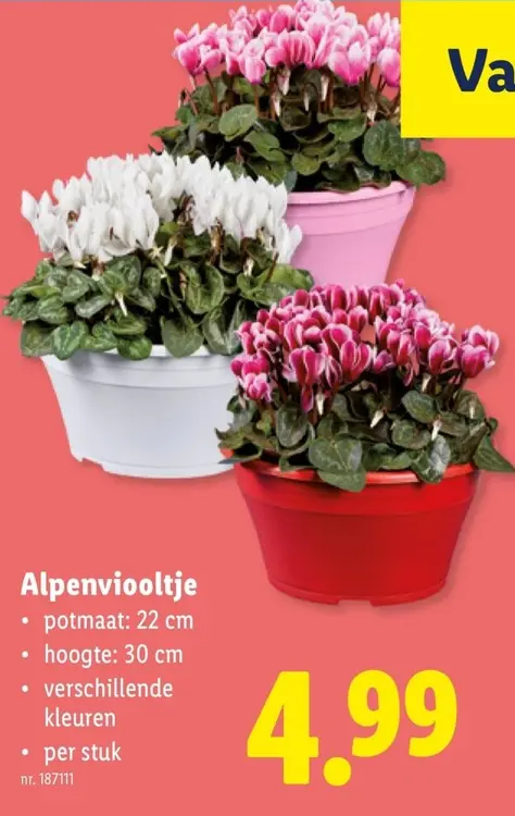 Promotie: Alpenviooltje