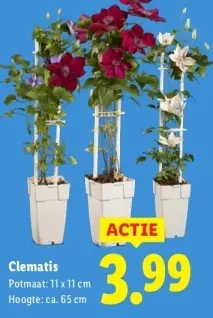 Aanbieding: Clematis