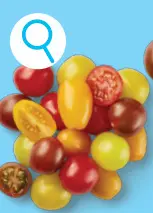 Offre: Mélange de tomates bonbons