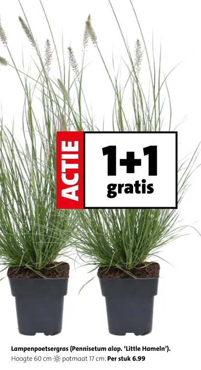 Aanbieding: Lampenpoetsergras 