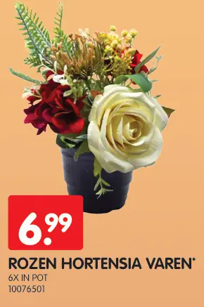 Promotie: Rozen hortensia varen