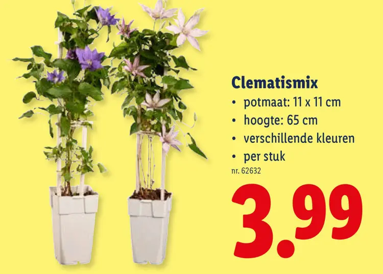 Promotie: Clematismix