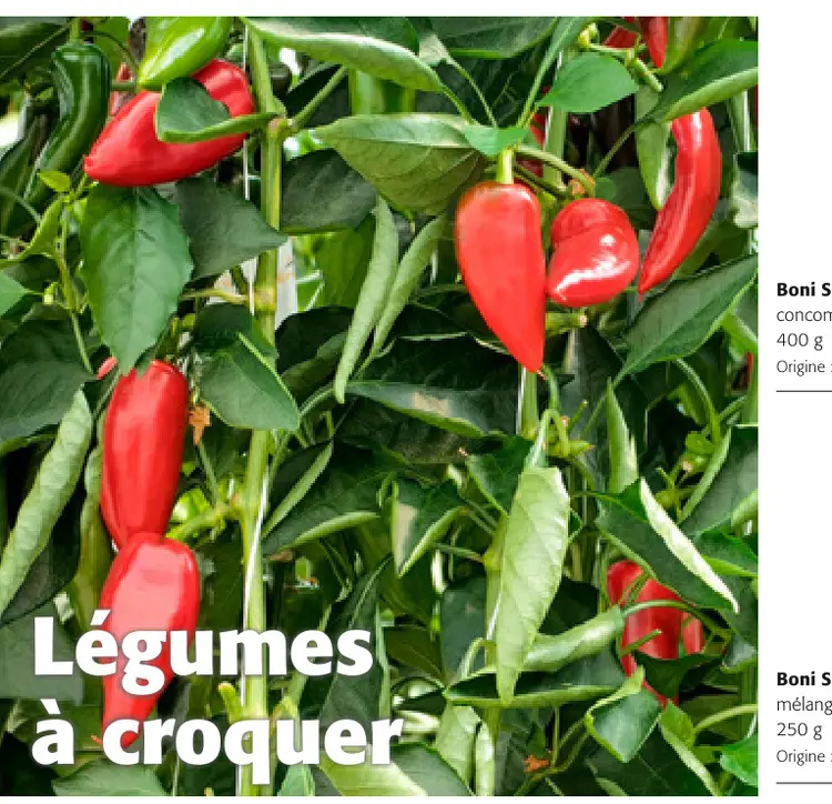 Offre: Légumes à croquer