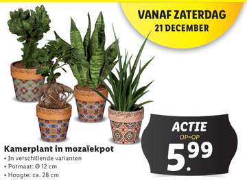 Aanbieding: Kamerplant in mozaïekpot