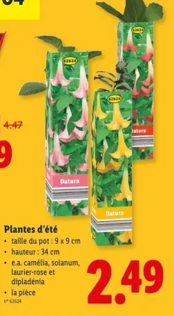 Offre: Plantes d'été Datura