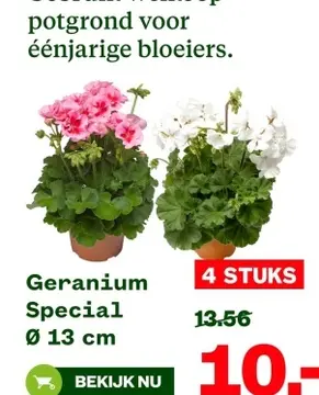 Aanbieding: Geranium Special