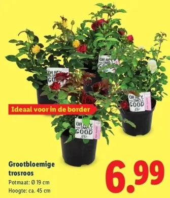 Aanbieding: Grootbloemige trosroos