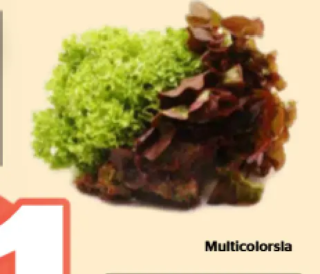 Promotie: Multicolorsla