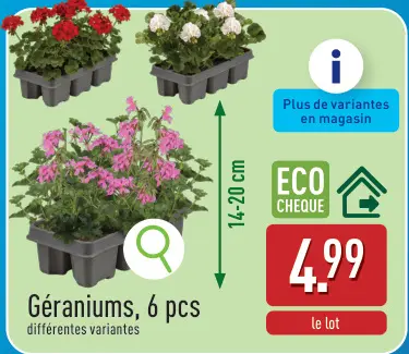Offre: Géraniums