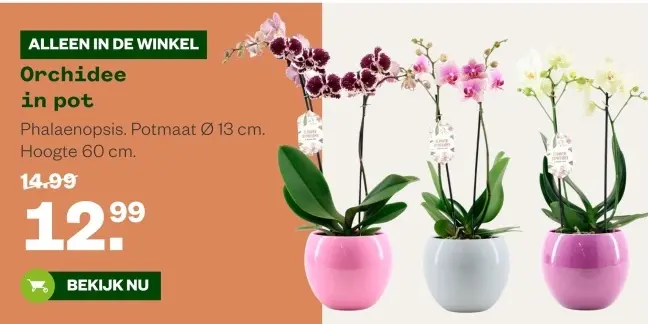 Aanbieding: Orchidee in pot