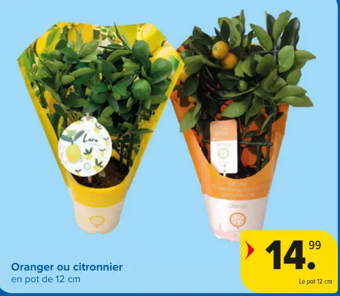 Offre: Oranger ou citronnier
