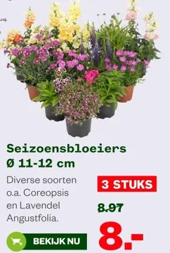 Aanbieding: Seizoensbloeiers