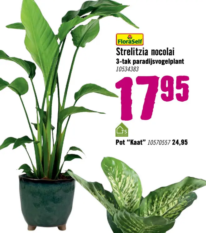 Aanbieding: Paradijsvogelplant Strelitzia nicolai potmaat Ø 17 cm H 60-70 cm