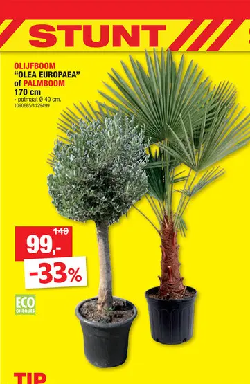 Promotie: Olijfboom