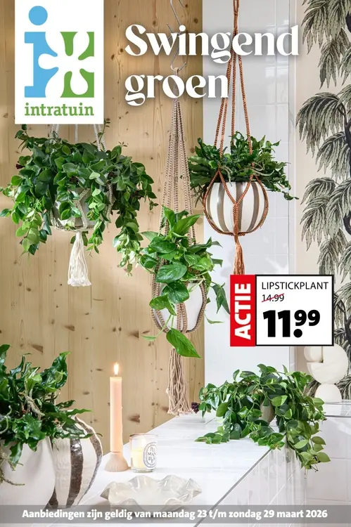 Aanbieding: Lipstickplant