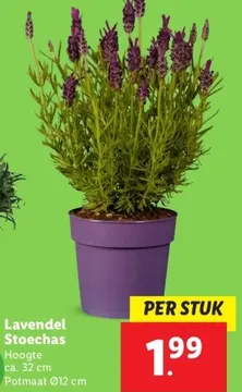 Aanbieding: Lavendel Stoechas