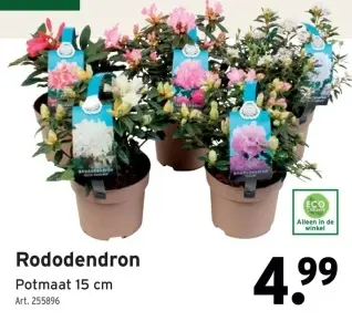 Promotie: Rododendron