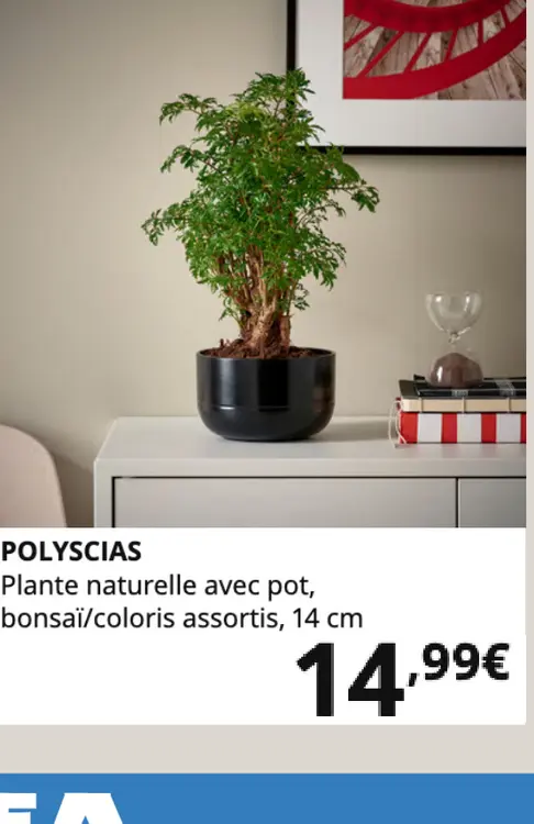Offre: Polyscias