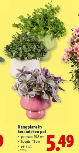 Promotie: Hangplant in keramieken pot