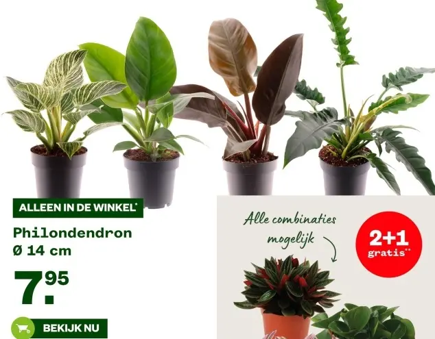 Aanbieding: Philodendron
