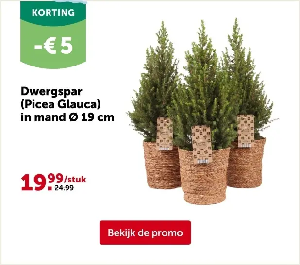 Promotie: Dwergspar (Picea Glauca)