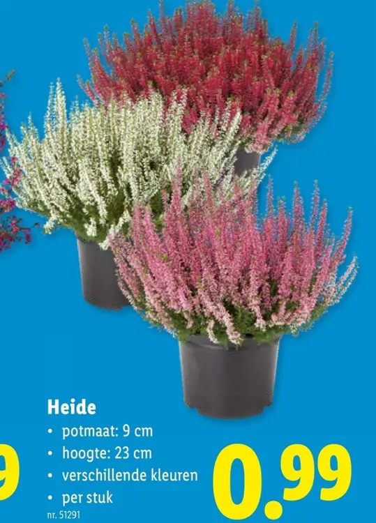 Promotie: Heide