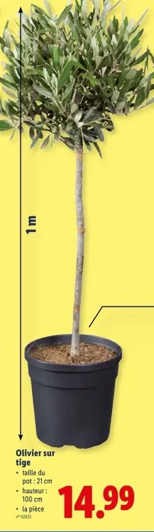 Offre: Olivier sur tige