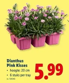 Promotie: Dianthus Pink Kisses